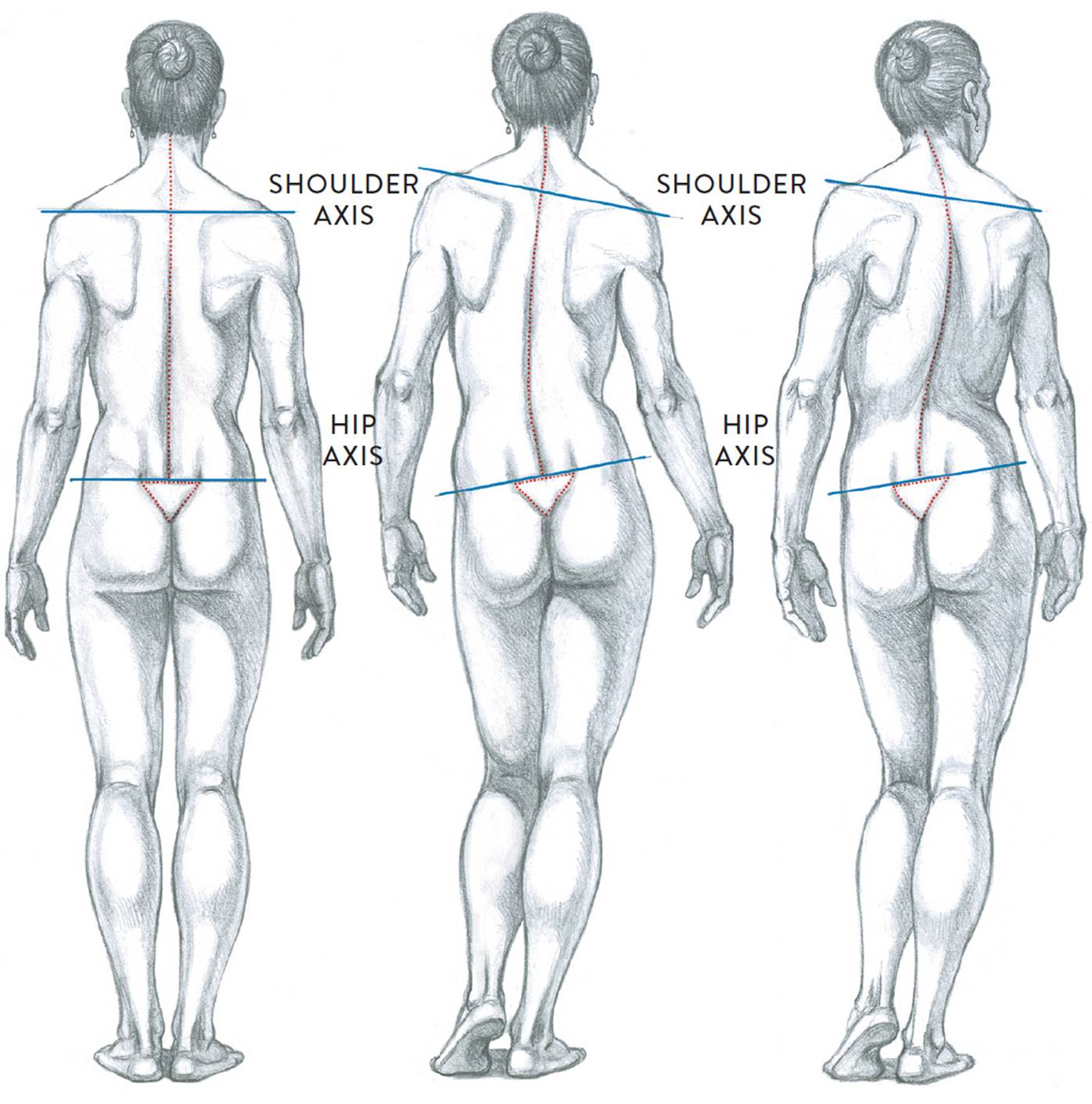 Axis and Hip Lines - Human Anatomy In Motion - Valerie Winslow